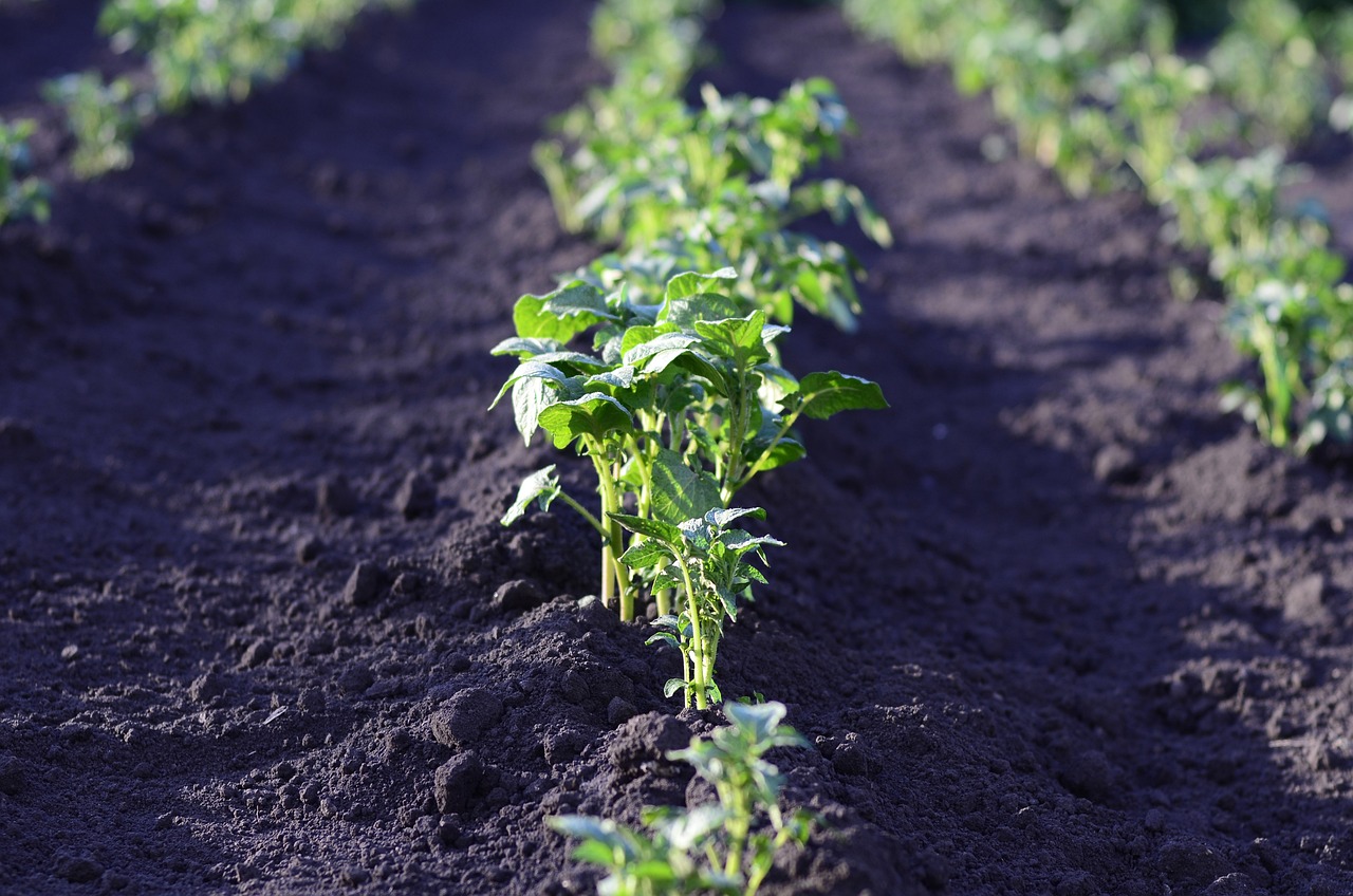 Gestione dei rischi in agricoltura