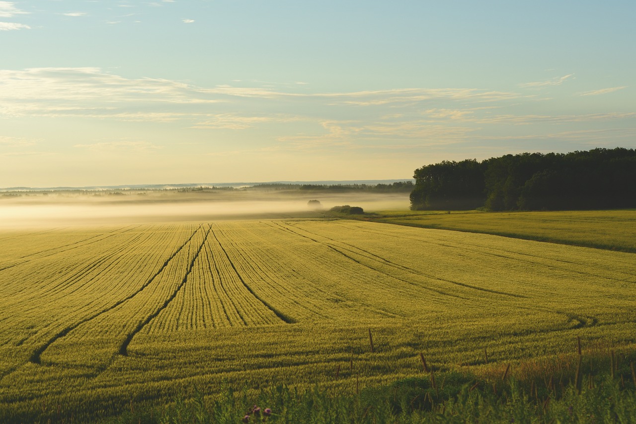 Sviluppo dell'imprenditoria giovanile nel settore agricolo