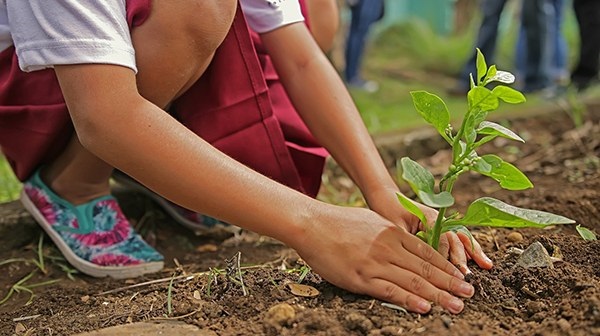 primo piano delle mani di bambino impegnato a interrare una piantina